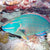 The Pooping Parrot Fish