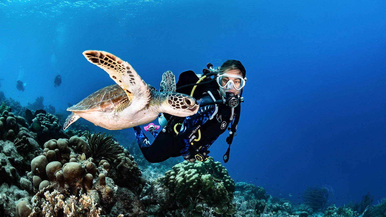 Green Sea Turtle with Scuba Diver