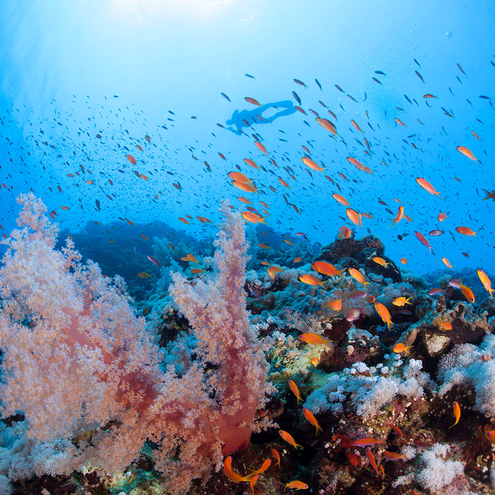 PADI AWARE Coral Reef Conservation Specialty Course