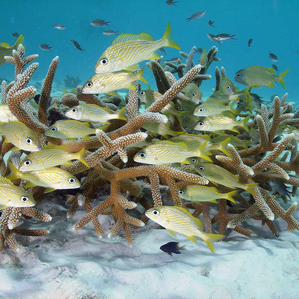 PADI AWARE Fish ID Specialty Course