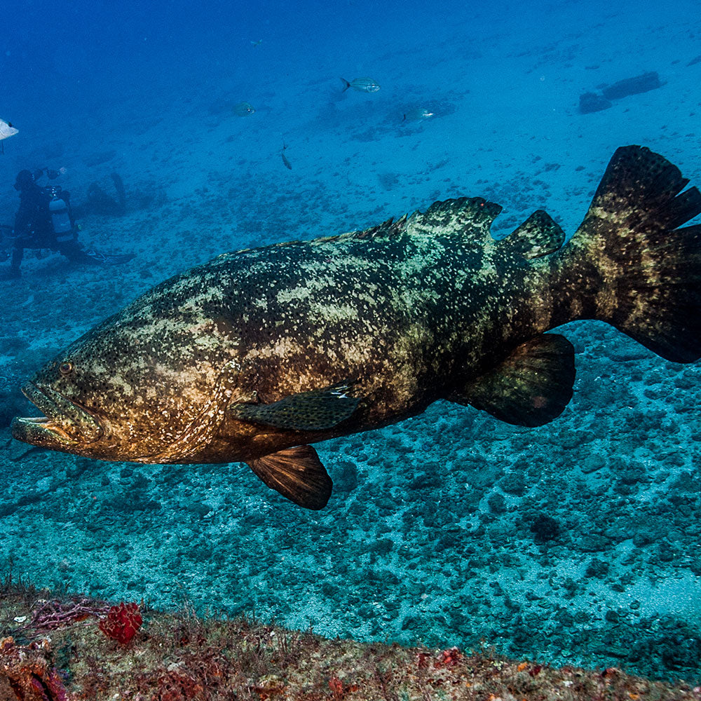 PADI Goliath Grouper Awareness Specialty Course
