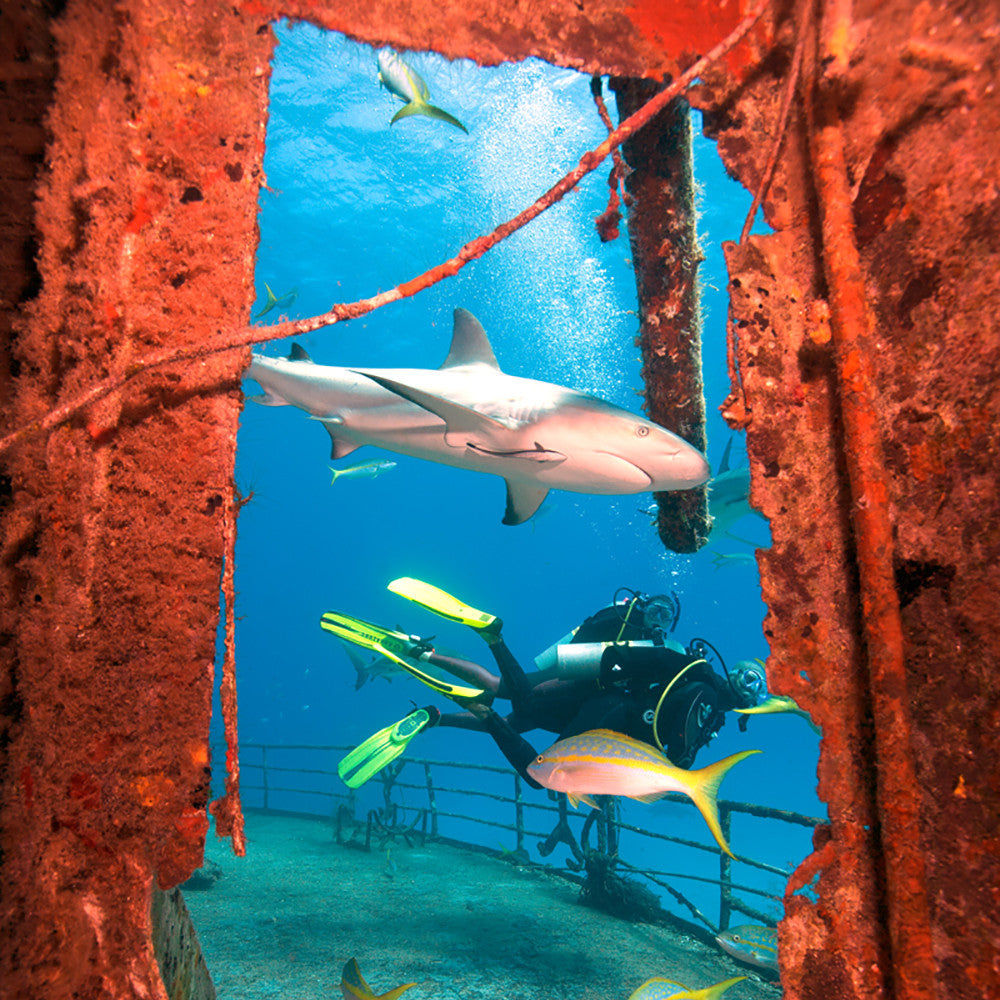 PADI AWARE Shark Conservation Specialty Course